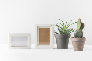 green succulents in pots and empty photo frames on white