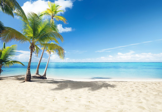 Caribbean sea and coconut palms © Iakov Kalinin