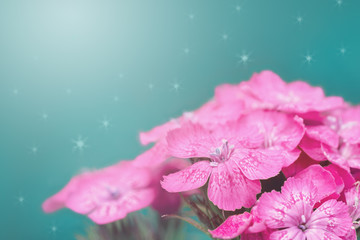 beautiful fresh pink Dianthus barbatus (Sweet William) in garden selective focus. A gentle...