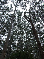 Fototapeta premium Forest Margaret River 