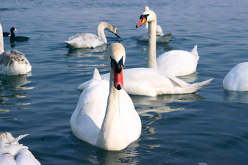 Obraz premium Flock of swans on the river