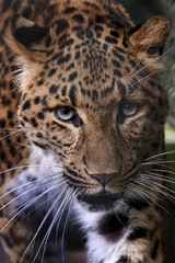 North-Chinese leopard (Panthera pardus orientalis)