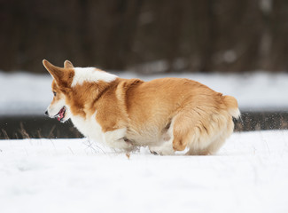 dog in the winter park