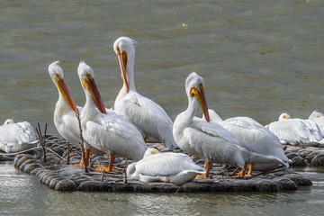 American White Pelicans in Pearland, Texas!