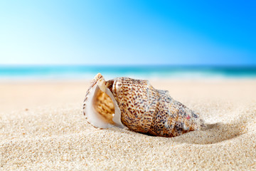 shell on sand and free space 