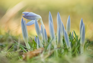 Aufblühende Krokusse in der Frühlingssonne