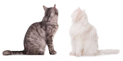 Zwei Katzen drehen sich nach hinten um