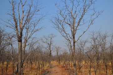 The African landscape. Zambia