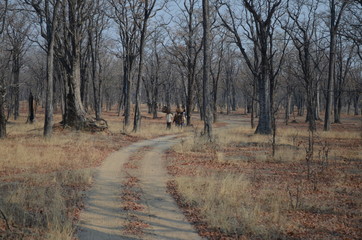 The African landscape. Zambia