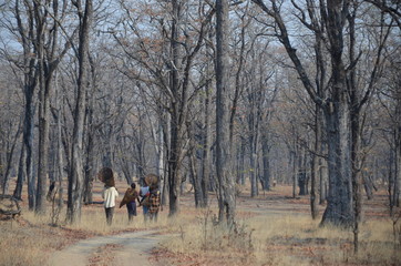 The African landscape. Zambia