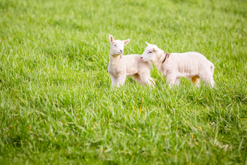 Naklejka na ściany i meble Two spring lambs playing in a field