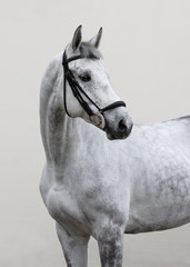 Obraz na płótnie Canvas Portrait of grey horse with bridle look back isolated on light background