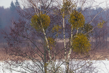 Close up on a birch with mistletoes on the edge of Bialowieza Forest in Poland
