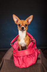 Chihuahuas in studio on a dark grey blue background