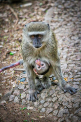 monkey carrying her baby