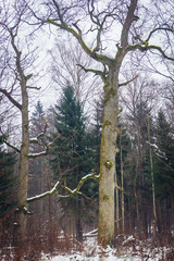 Old oak in so called Old Bialowieza forest range in Bialowieza Forest in eastern Poland
