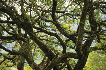 Green branches with moss