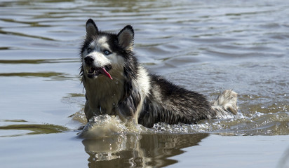 husky swimming