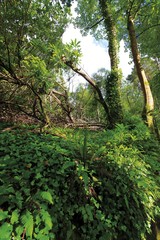 Green forest with the ivy trees