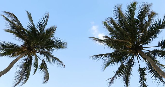 palm trees against cloudy sky