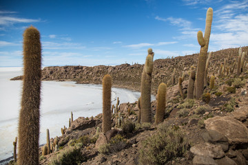 Cactus on the Isla Incahuasi in the Salar de Uyuni, Bolivia