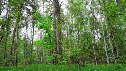 Beautiful wild forest after rain. Wild forest at beautiful day.