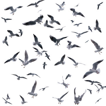 collection of seagulls in flight. sea birds.