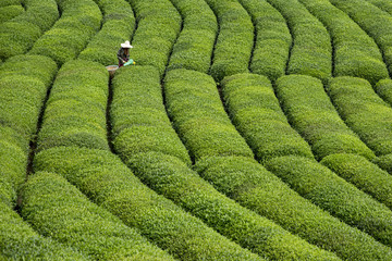 Tea picker young girl tea garden Rize Turkey East Blacksea