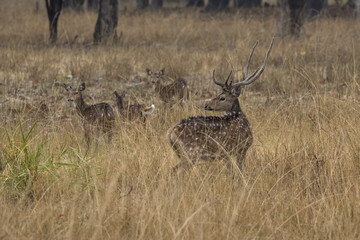 Naklejka na ściany i meble small herd of Chital or spotted deer grazes on a meadow on a rainy winter day