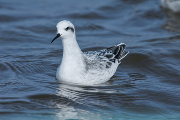 Red-necked Phalarope ; Phalaropus lobatus