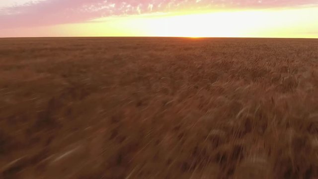 An exciting bird`s eye view of the huge wheat field swaying under a low flying drone like sea waves in Ukraine at a golden sunset
