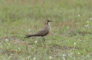 Oriental Pratincole 
