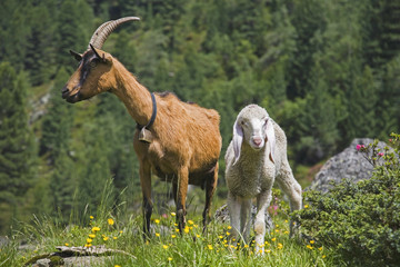 Ziege und kleines Lamm in den Bergen Tirols