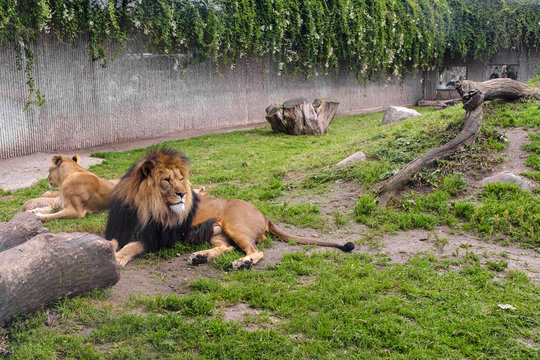 Pair of adult Lion animals resting in zoological garden