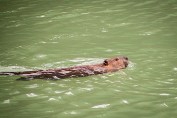 Obraz premium A beaver swimming in alke in Ushuaia