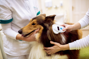 Veterinarian chech chip at dog's neck and reading information