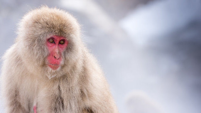 Die Schneeaffen von Yudanaka in freier Natur