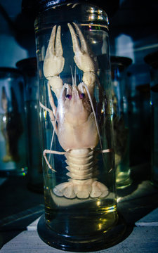 Dissected animal in preserved liquid. Text says name of animal in Russian.