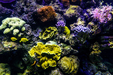 Oceanic sealife aquarium with mosaic of many species of colorful corals in a zoological oceanarium
