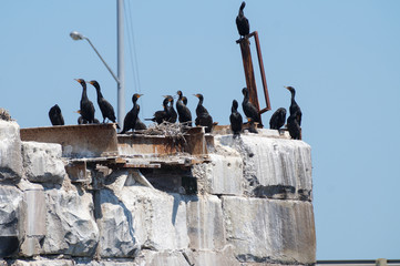 Cormorants 