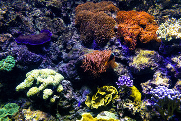 Oceanic sealife aquarium with mosaic of many species of colorful corals in a zoological oceanarium