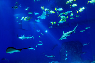 Obraz premium Large scale sealife oceanarium with many species of underwater animals in a zoological aquarium