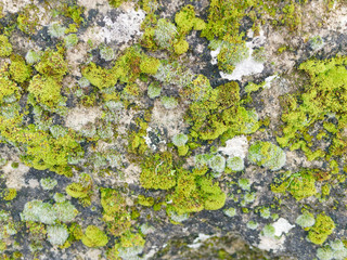 moss on top a rock