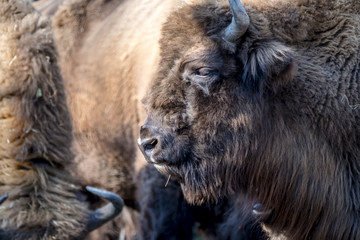 Obraz premium Close-up of Wisent in the Winter