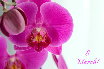 8 march concept. Womens International day greeting card. Beautiful orchid flower on white background with copy space.