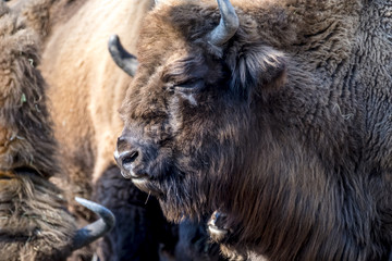 Fototapeta premium Close-up of Wisent in the Winter