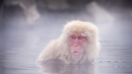 Fototapeta premium Die Schneeaffen von Yudanaka, Japan
