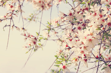 Obraz na płótnie Canvas background of spring white cherry blossoms tree. selective focus.