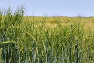 young barley field
