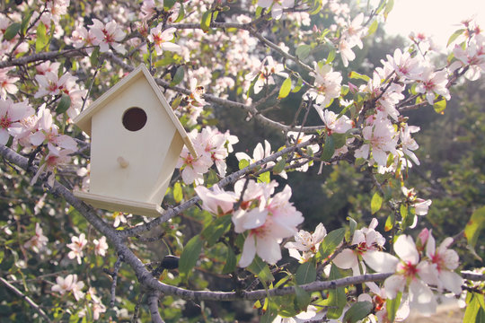 Little birdhouse in spring over blossom cherry tree.